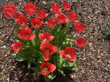 High angle view of red flowering plants on field