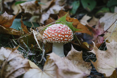 Close-up of fly agaric mushroom on field