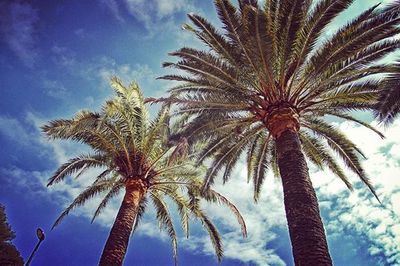 Low angle view of palm trees against blue sky