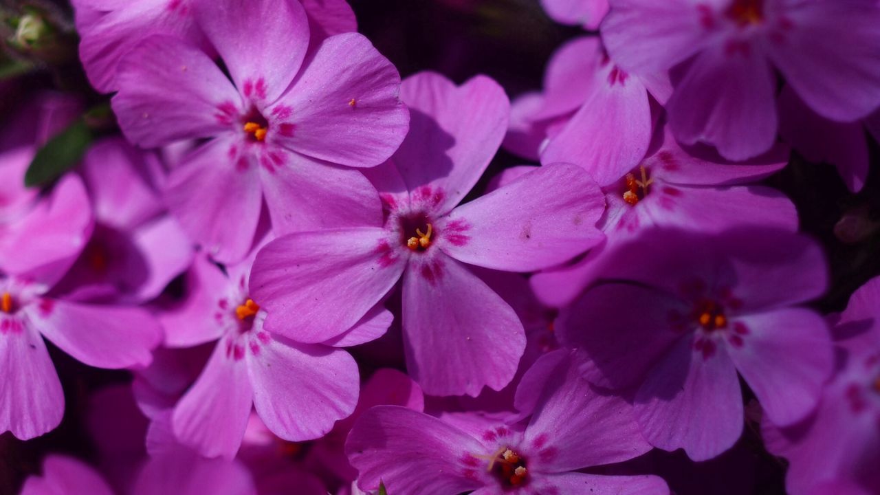 flower, freshness, petal, fragility, growth, beauty in nature, flower head, close-up, nature, pink color, blooming, focus on foreground, in bloom, blossom, stamen, pollen, plant, backgrounds, full frame, abundance