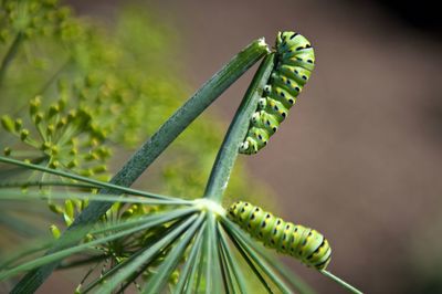 Close-up of insect on leaf