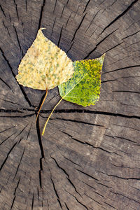 leaf