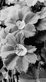 High angle view of flowering plant