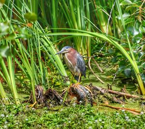 Close-up of gray heron perching on grass