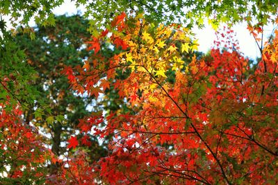 Low angle view of trees