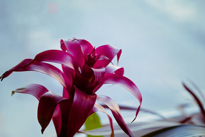 Close-up of pink flowering plant against sky