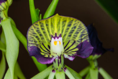 Close-up of flowers