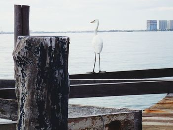 White heron perching on dock