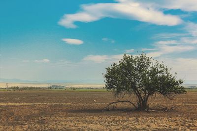 Tree in farm against sky