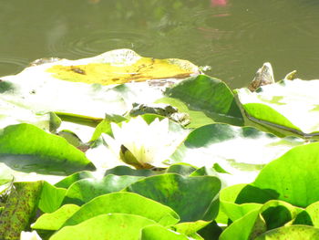 Close-up of butterfly on water lily