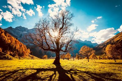 Trees on field against sky during autumn