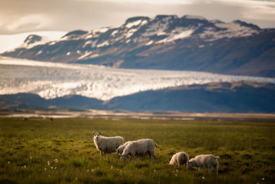 Sheep grazing on field