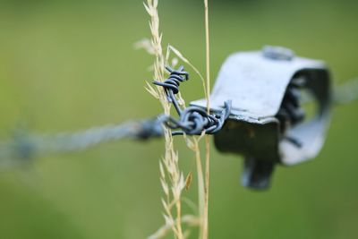 Close-up of barbed on plant