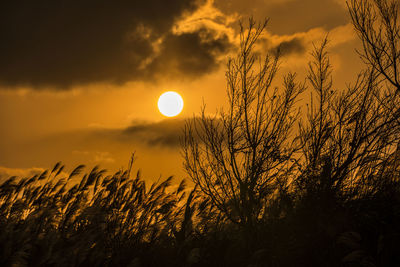 Low angle view of silhouette plants against sky during sunset