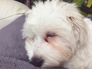 Close-up of dog relaxing at home