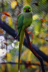 Close-up of parrot perching on branch