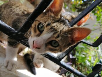 Close-up portrait of cat by hand