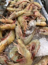 High angle view of fresh shrimp for sale in market