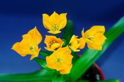 Close-up of yellow flowers