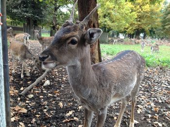 Deer in a forest