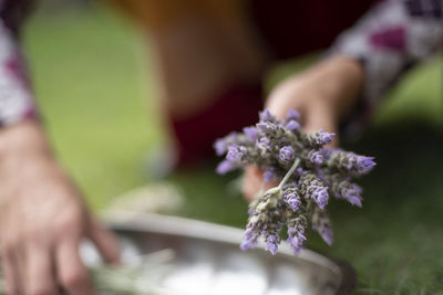 Close-up of hand holding purple flowering plant