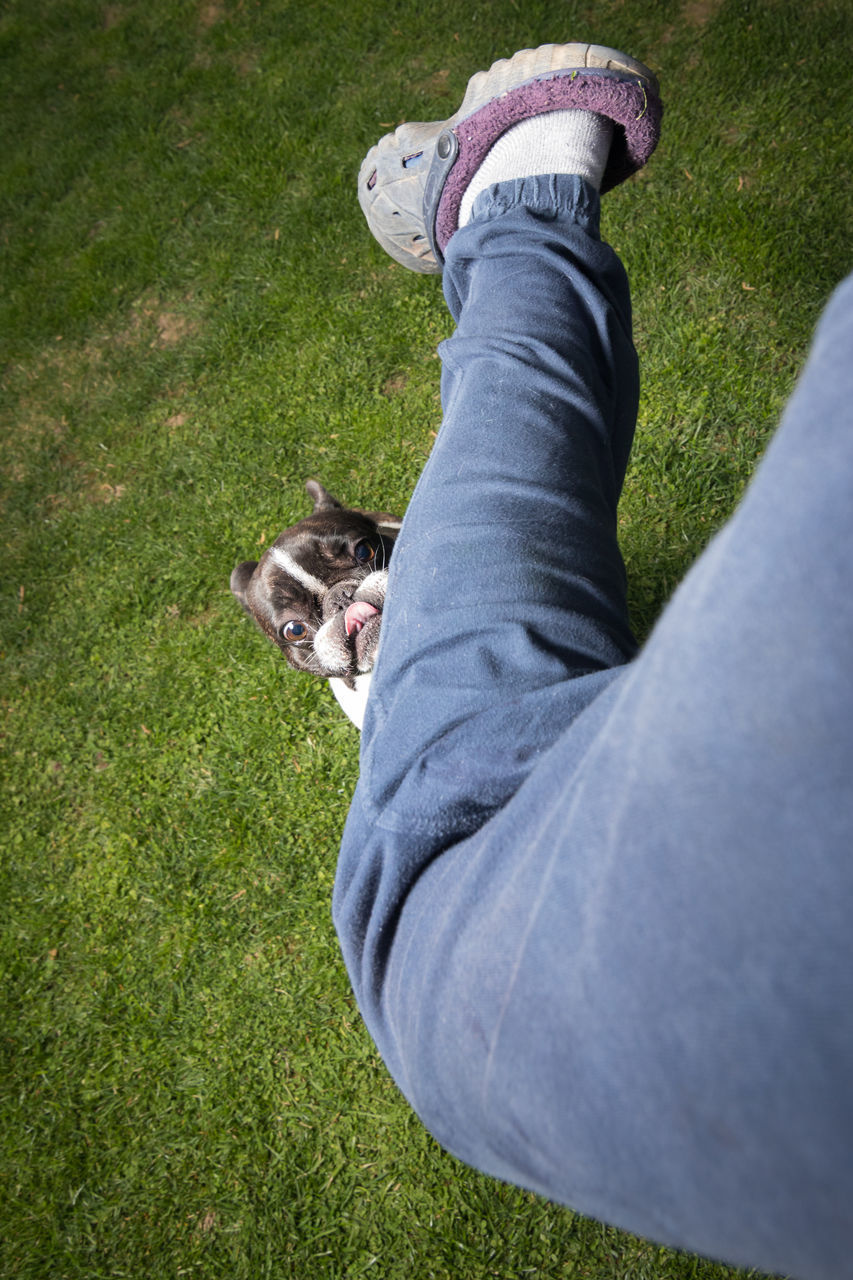 LOW SECTION OF PERSON WITH DOG ON GREEN GRASS