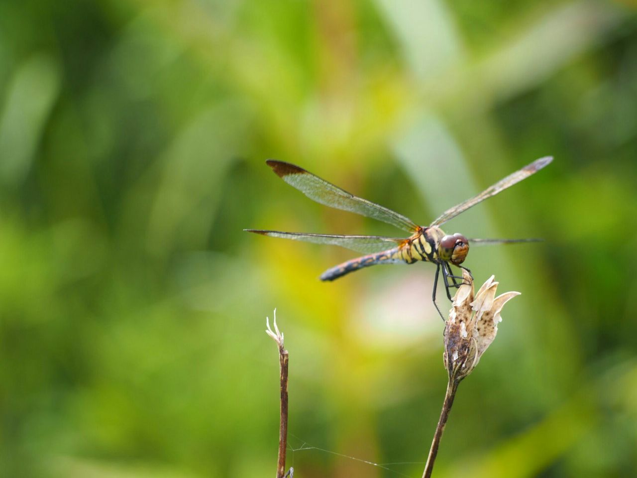 animal themes, animals in the wild, one animal, insect, focus on foreground, wildlife, close-up, plant, stem, growth, nature, dragonfly, butterfly, grasshopper, beauty in nature, outdoors, zoology, day, blade of grass, tranquility, wing, no people, garden, tall grass