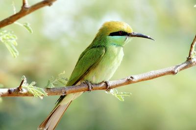 Close-up of bird perching on branch