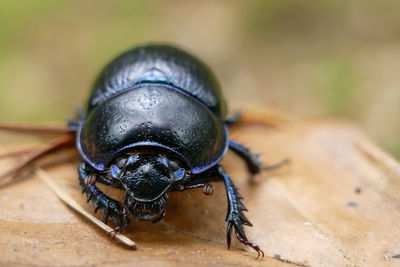 Close-up of dung beetle