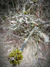 Close-up of frozen plant