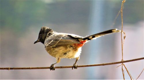 Bulbul on rope 