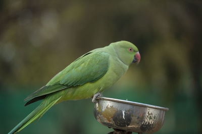 Green parrot, green macaw parrot eating nuts in the zoo.