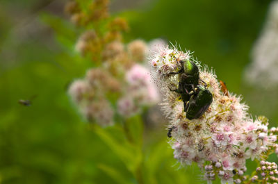 Close-up of bee pollinating on flower