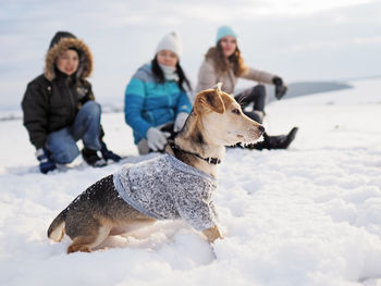 Two dogs on snow covered land