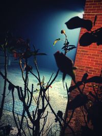 Low angle view of flower tree against sky