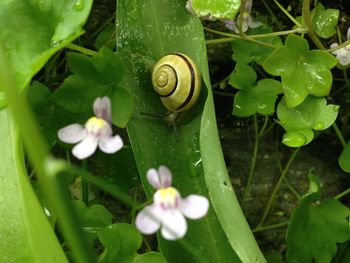 Close-up of snail on plant
