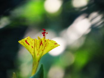 Close-up of flower against blurred background