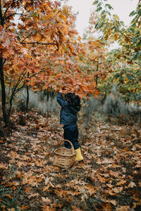 Child picking autumn leaves from tree