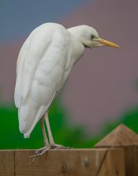 Close-up of bird perching outdoors