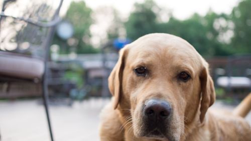 Close-up portrait of dog