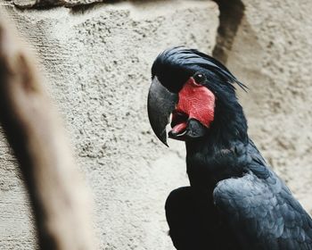 Close-up of palm cockatoo against wall