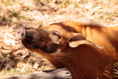 Close-up of wild boar at forest