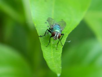 Close-up of fly on leaf