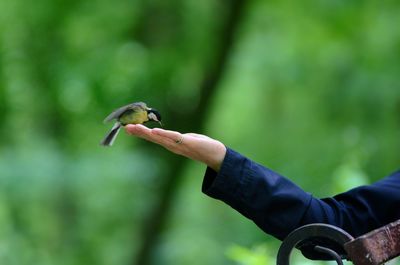 Close-up of hand feeding bird