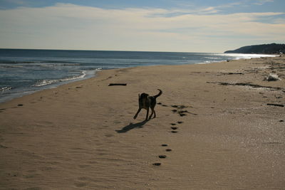 Dog on beach