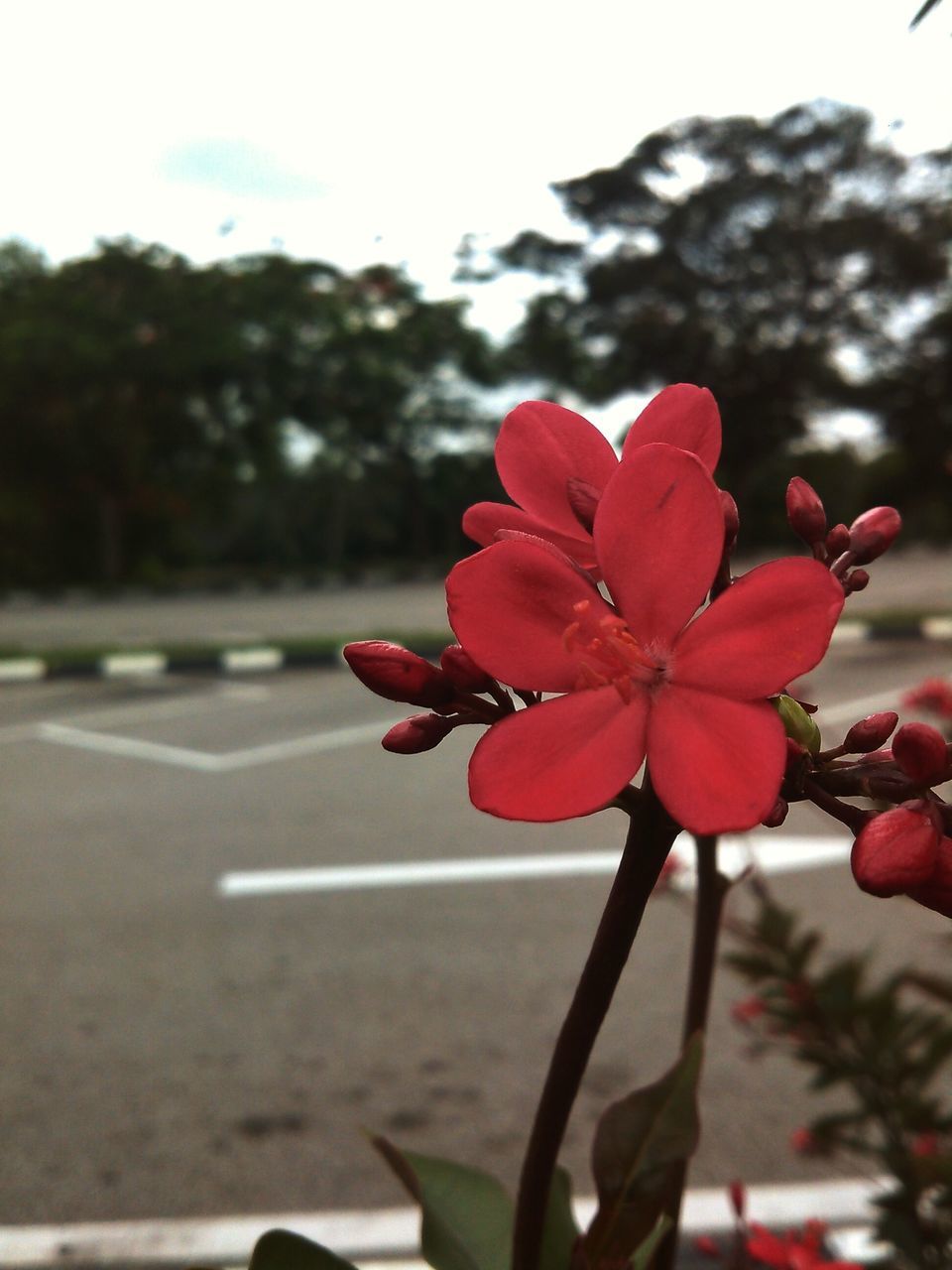 flower, focus on foreground, red, freshness, close-up, fragility, petal, growth, nature, beauty in nature, tree, plant, sky, flower head, day, pink color, stem, blooming, bud, selective focus