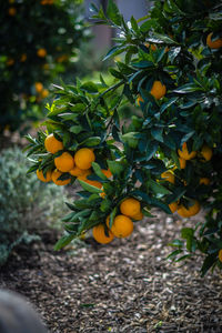 Fruits growing on tree