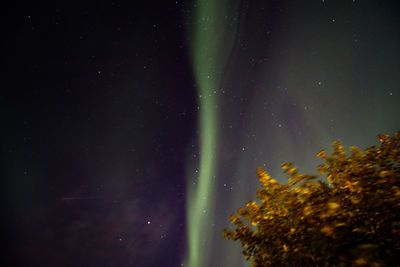 Low angle view of tree against sky at night