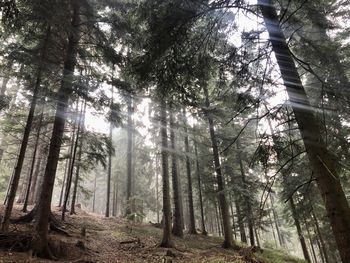 Trees in forest