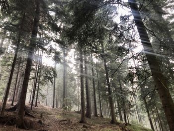 Trees in forest